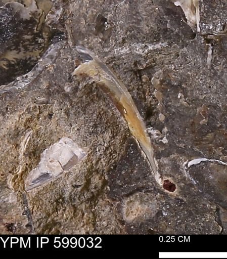 undet. Mollusca