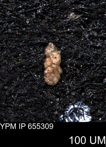 Ammobaculoides whitneyi
