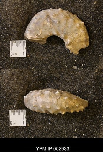Discoscaphites gulosus