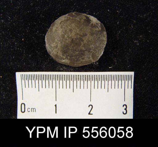 Orbiculoidea sp.