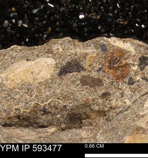 taxon undetermined