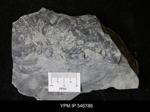 undet. Eurypterida