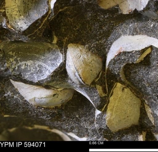 Limopsis? striatopunctatus