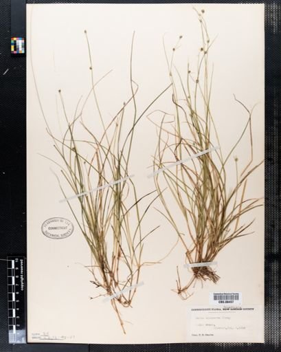 Carex trisperma