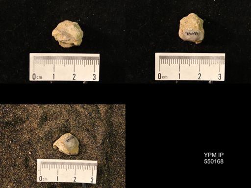 Marginifera splendens
