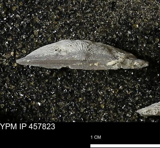 Strophodonta sp.