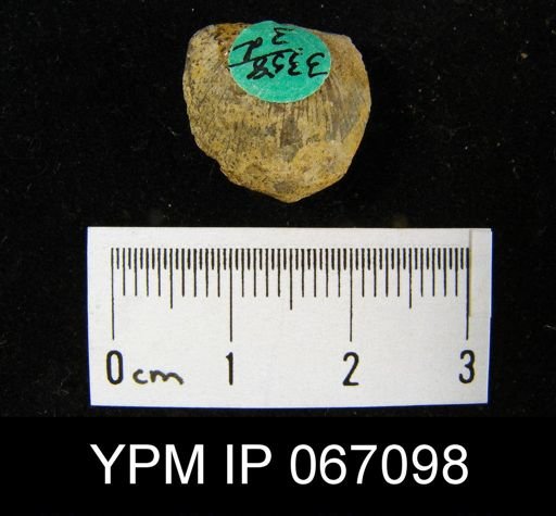 Stropheodonta arcuata