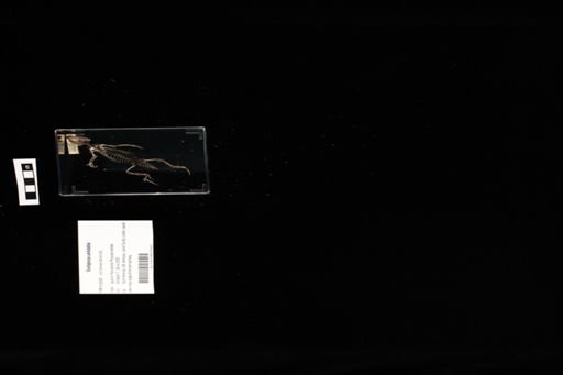 Sceloporus undulatus