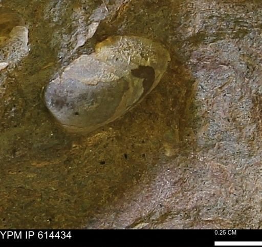 Limopsis striatopunctatus