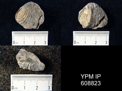 undet. Rhynchonellida