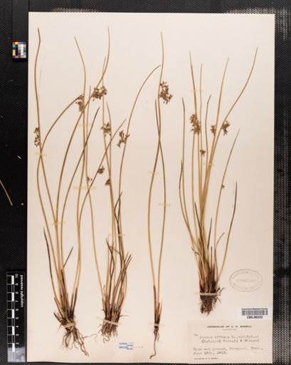 Plantae