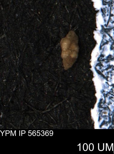 Verneuilina canadensis