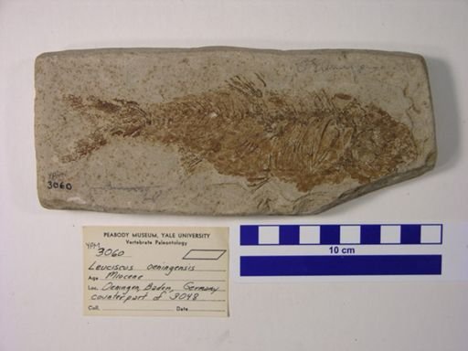 Leuciscus oeningensis