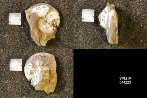 Hoploscaphites comprimus