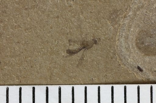 taxon undetermined