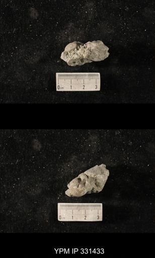 Cyclonema sp.