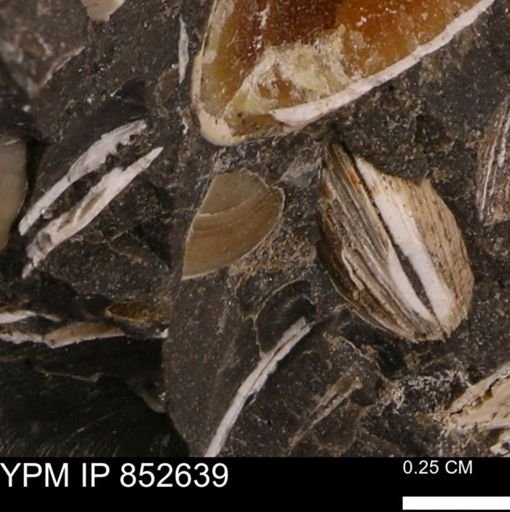 Limopsis striatopunctatus