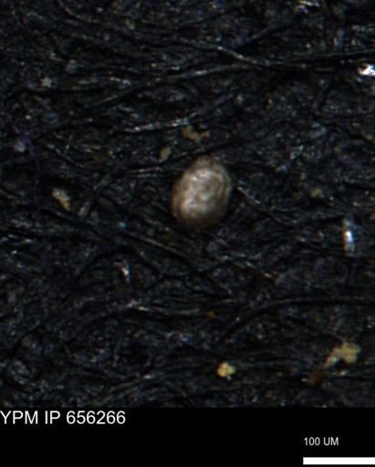Glomospira tortuosa