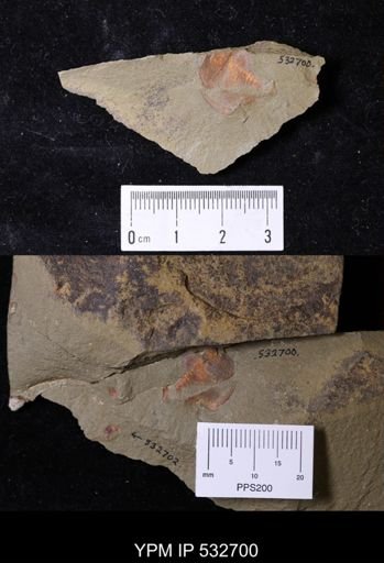 undet. Xiphosurida