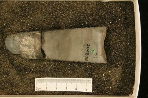 Polygrammoceras twenhofeli