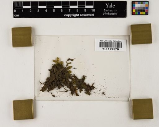 Plantae