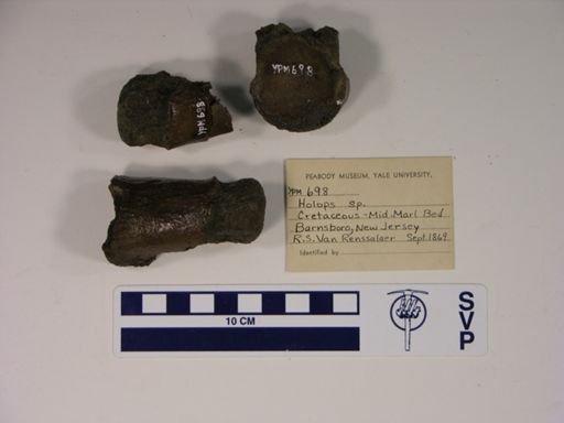 Holops sp.