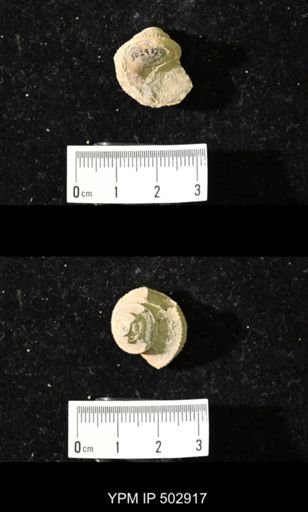Worthenia tabulata