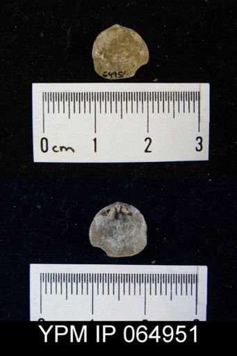 Mendacella cliftonensis