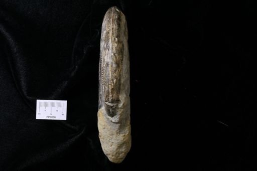 Harpoceras cf. falciferum