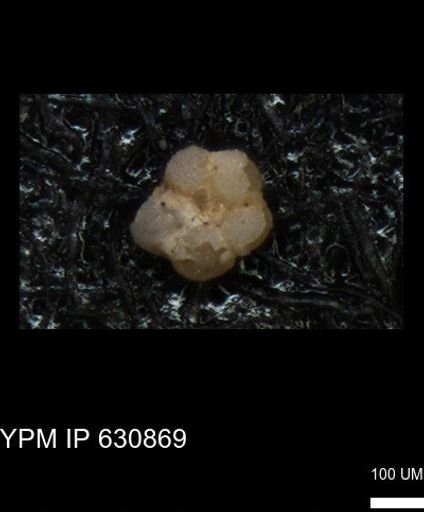 undet. Rugoglobigerinidae