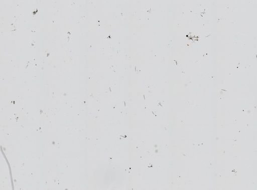 Chalinula loosanoffi