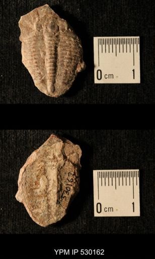 Elrathia kingi