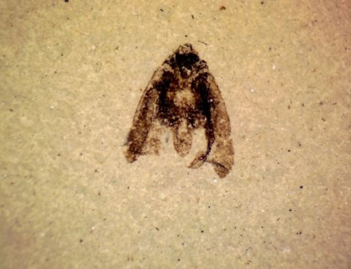 undet. Hemiptera