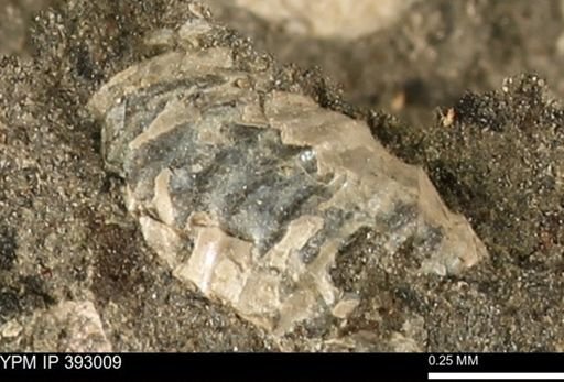 Scaphites sp.