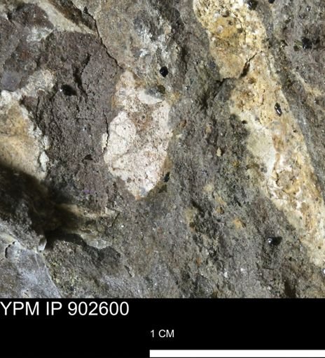 undet. Bivalvia