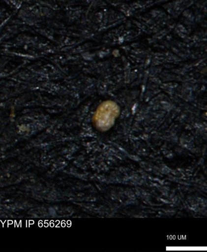 Glomospira tortuosa