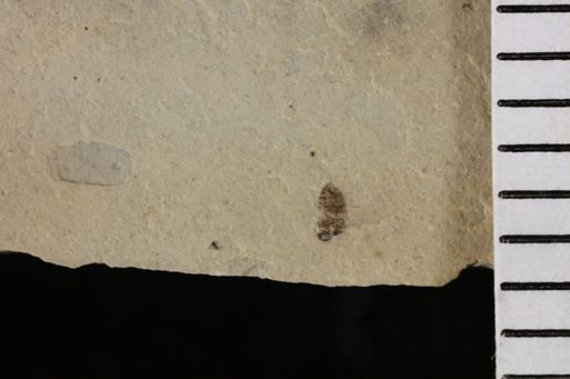 taxon undetermined