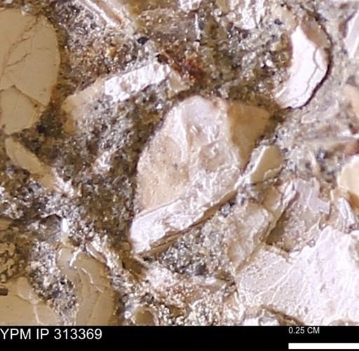 Corbicula sp.