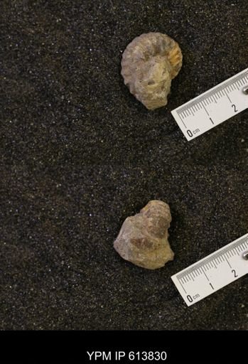Neogastroplites sp.