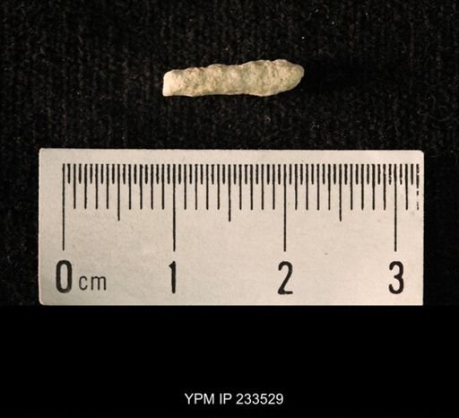 Archaeocidaris sp.