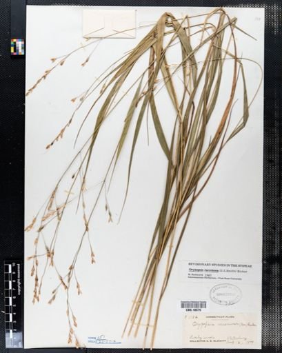Oryzopsis racemosa