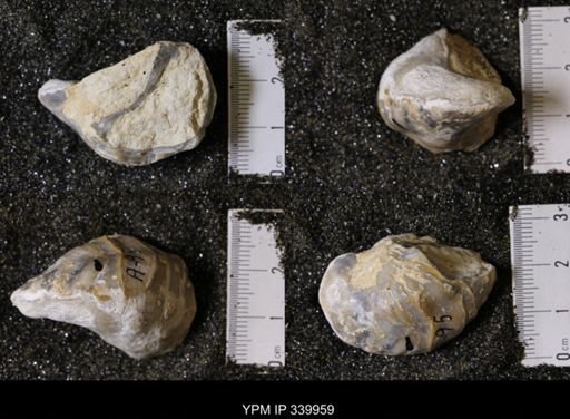 Gryphea washitaensis