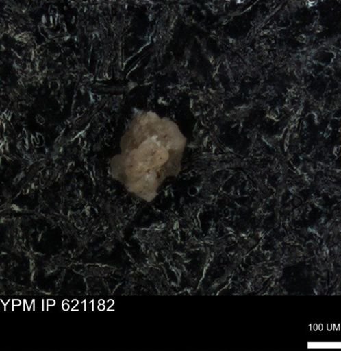 undet. Foraminiferida