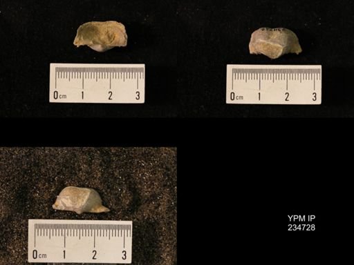 Marginifera splendens