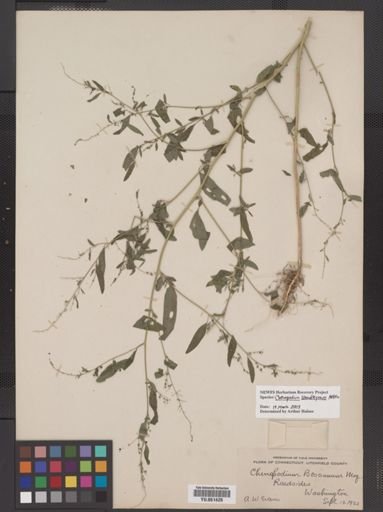 Chenopodium standleyanum