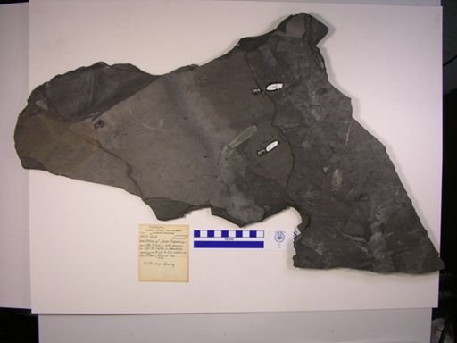 Turseodus sp.
