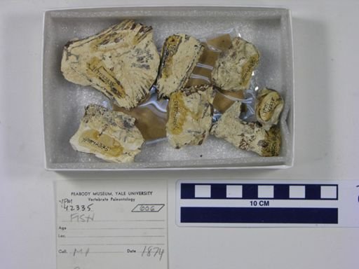 undet. Actinopterygii