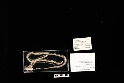 Thamnophis sirtalis concinnus
