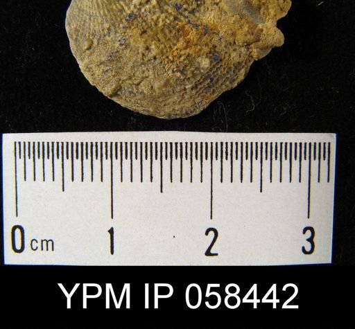 Crania pulchella
