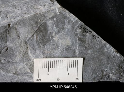 undet. Eurypterida